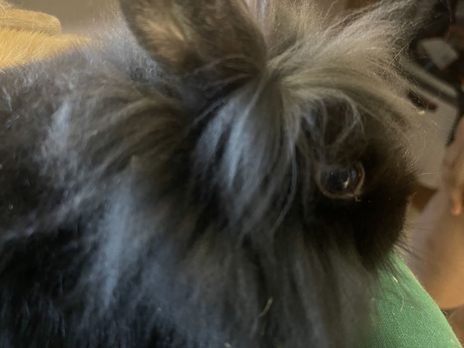 Декоративні кролики Левяча голова