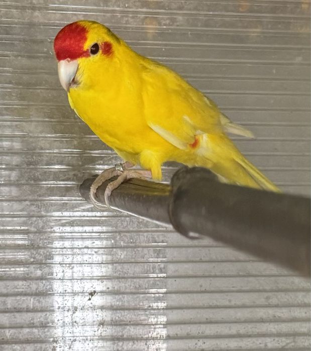 Kakariki macho 2020