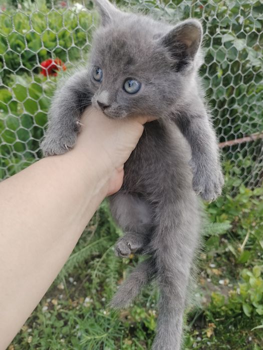 Котята шукають дім