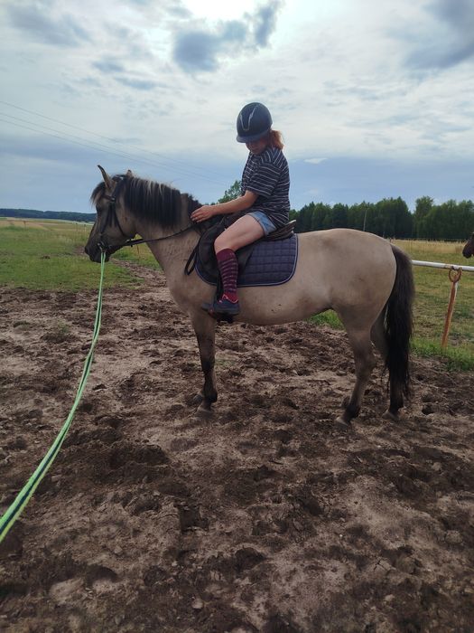 Klacz konik polski z licencją