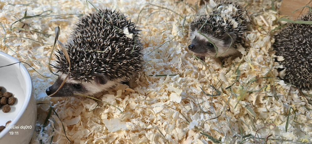 Jeż jeże pigmejskie młode samiczki .