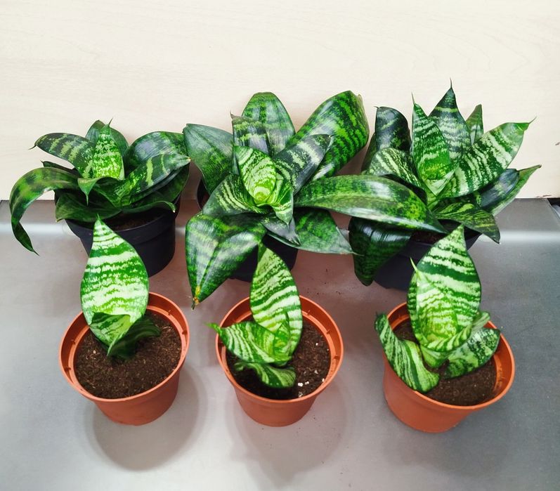 Щучий хвост Сансевиерия Ханни сансивиерия Сансівієрія сансевієрія