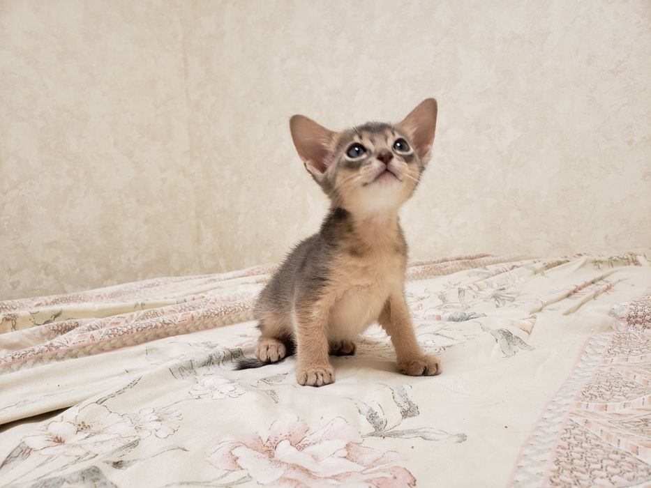 Абиссинские котята с документами