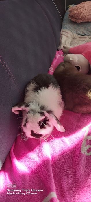 Kroliki mini lop