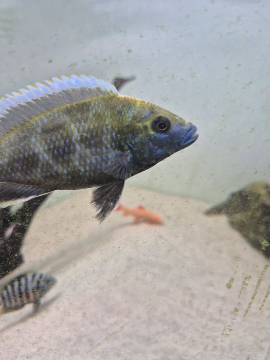 Nimbochromis venustus, malawi