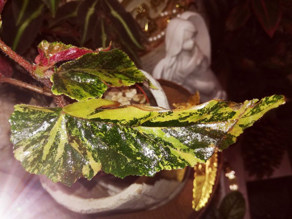 Begonia Ginny Galaxy Variegata Pink Aurea UNIKAT ! monstera philode