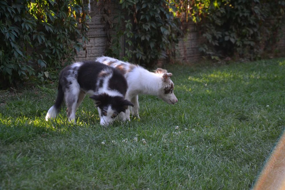 Border Collie suczka