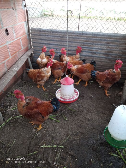 Vendo galos caseiros.