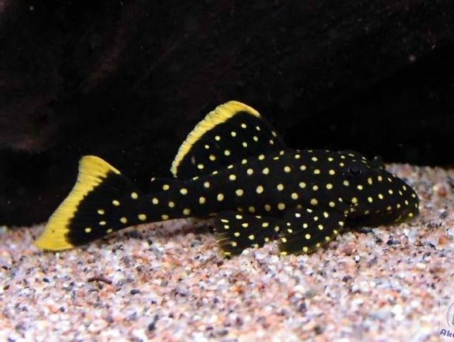 Zbrojnik glonojad L177