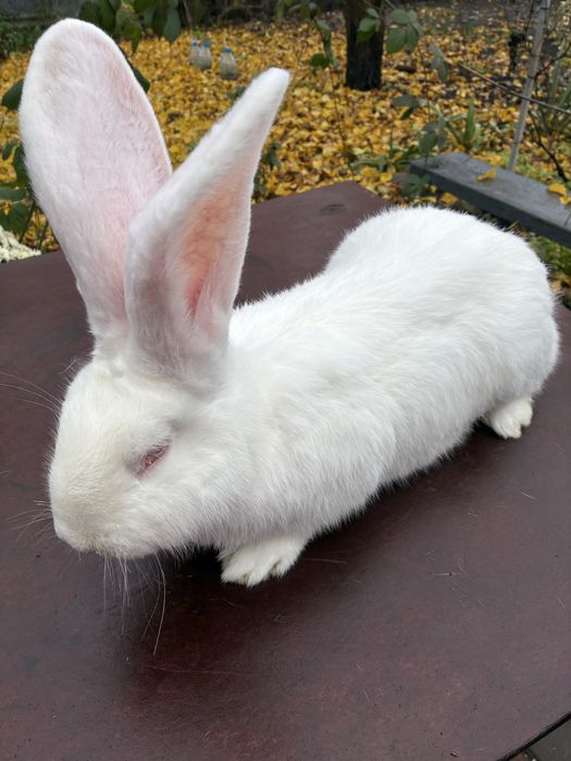 Білий велетень для розведення