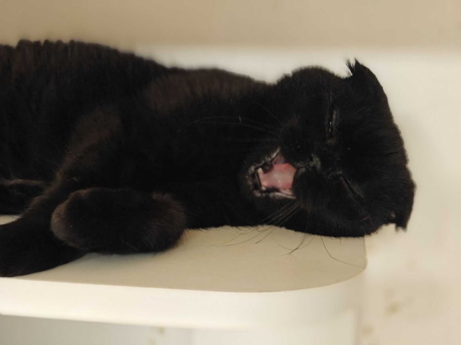 Ніжна Баунті чекає на дім і теплі обійми (кішка, 1 рік, стерил.)