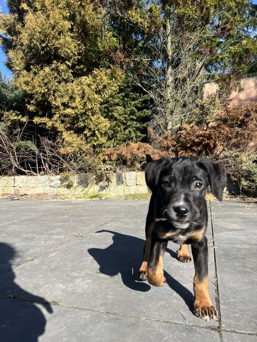 Uri  to 3 mc chlopak