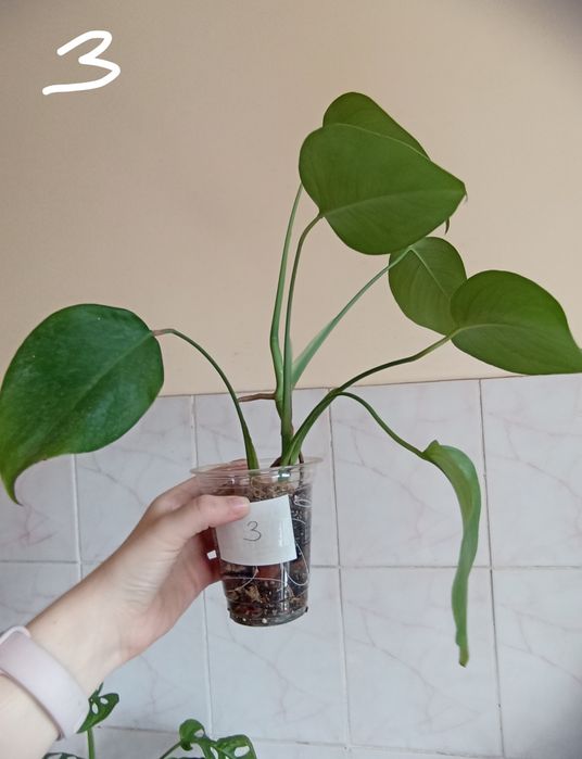 Монстера делікатесна (Monstera deliciosa)