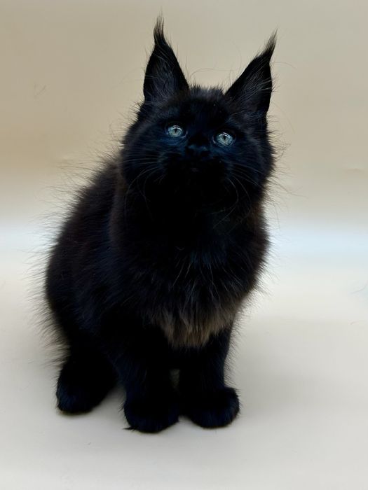 Мейн кун девочка