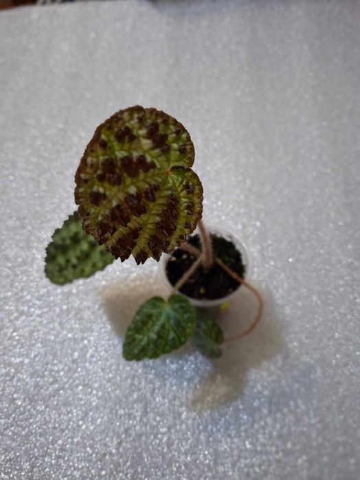 Бегонії рідкісні