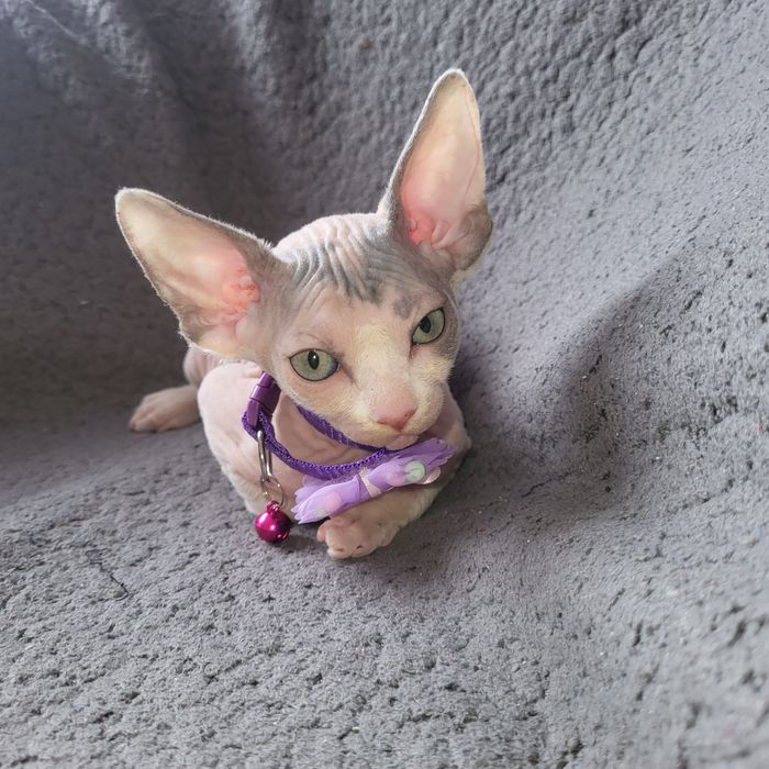 Канадский сфинкс эльф-страйт