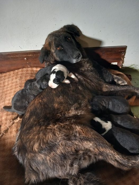 Cães para dar gratis