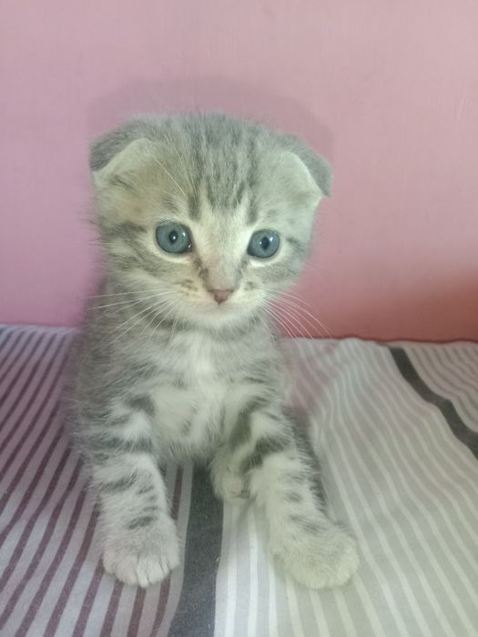 продам котят цена договорная