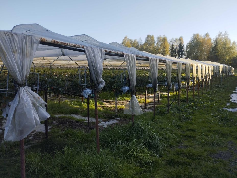 Daszki pod plantację truskawek ( tunel, foliowy, uprawa, truskawka)