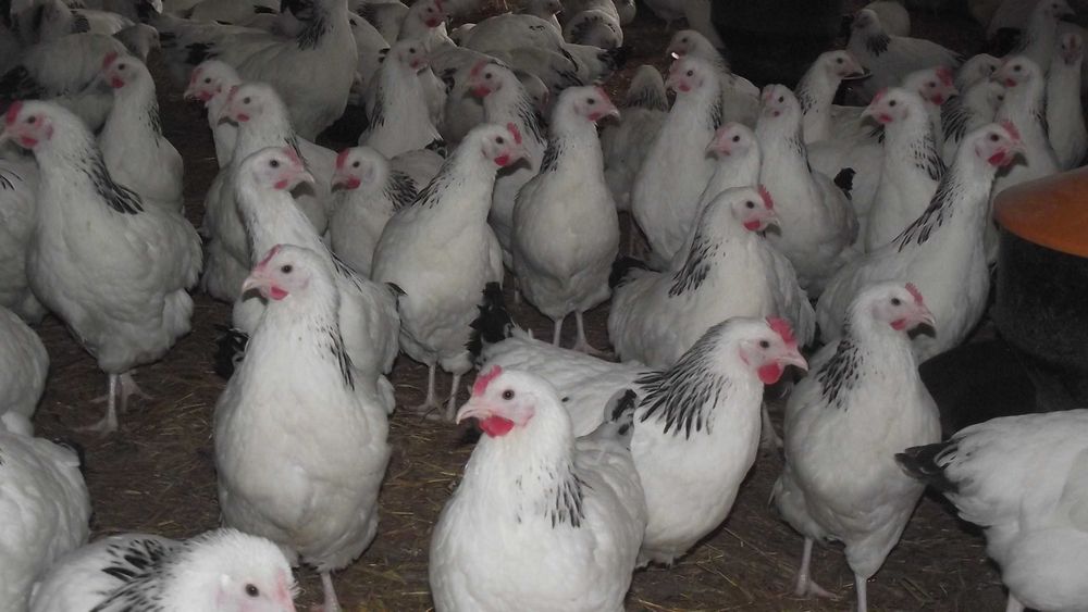 KURY nioski zdrowe piekne Zapraszamy