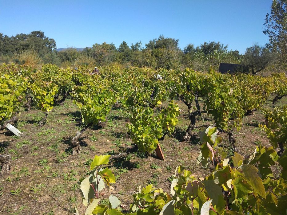 Venda de uvas para vinho ,