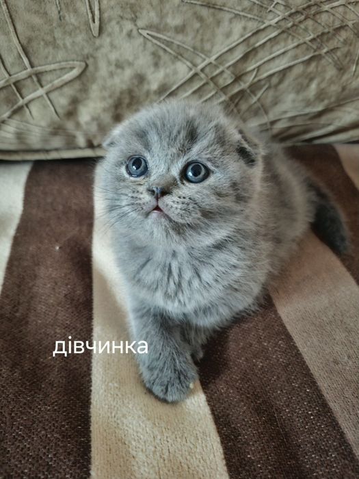 Шотландські кошенята висловухі прямовухі