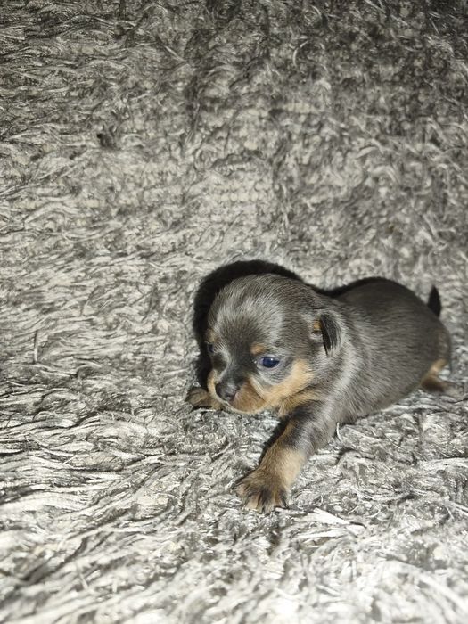 Chihuahua Blue and Tan Macho