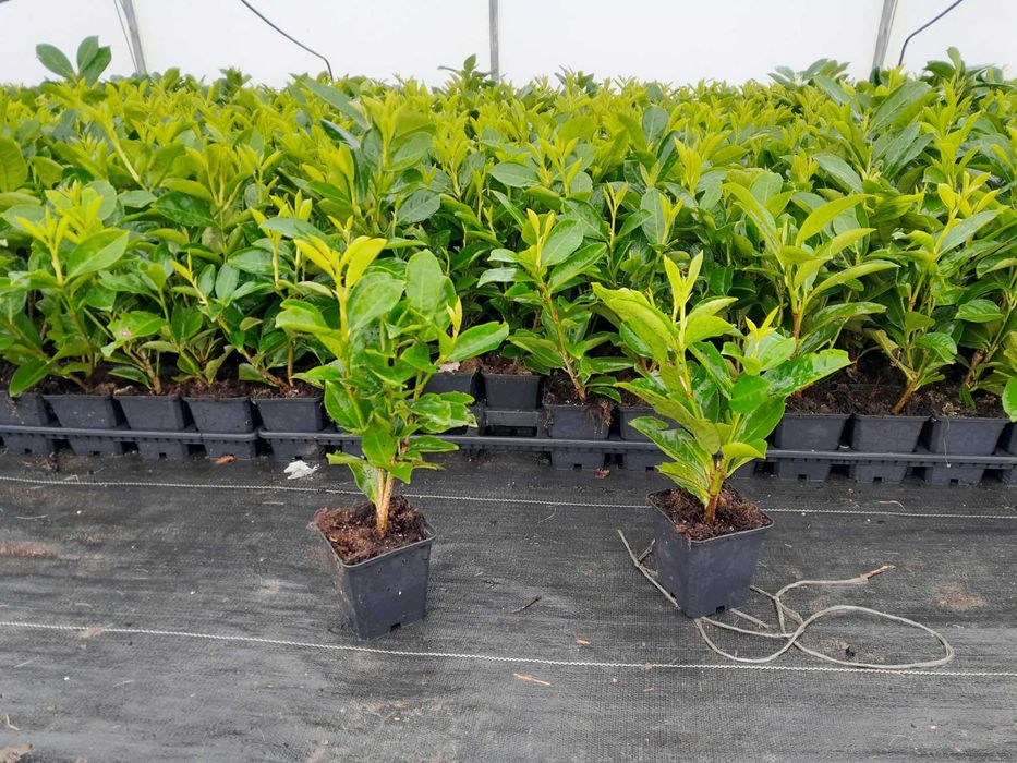 Caucasica Novita! Laurowiśnia wschodnia! Do 200 cm! Dostawa i sadzenie