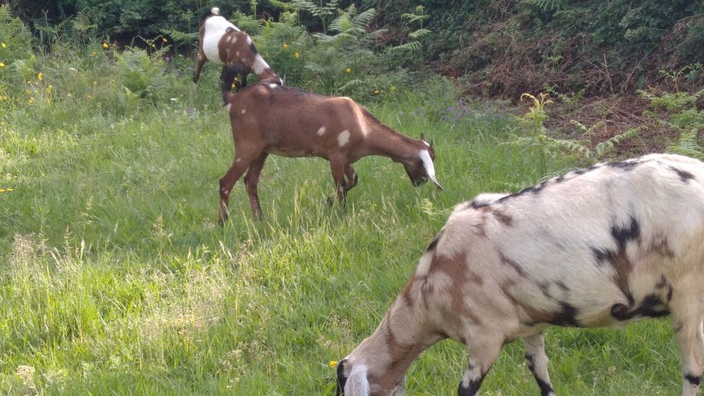 Cabras Anglonubianas