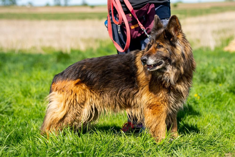 Kenia. Piękna i grzeczna owczarka, owczarek niemiecki