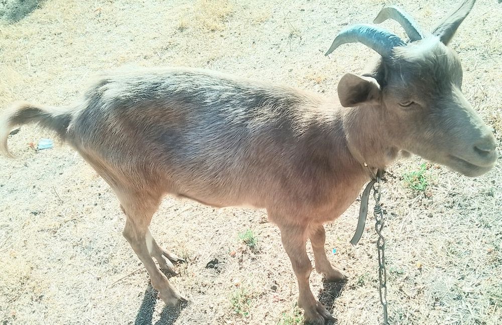 Молодая  коза ищет хозяина.