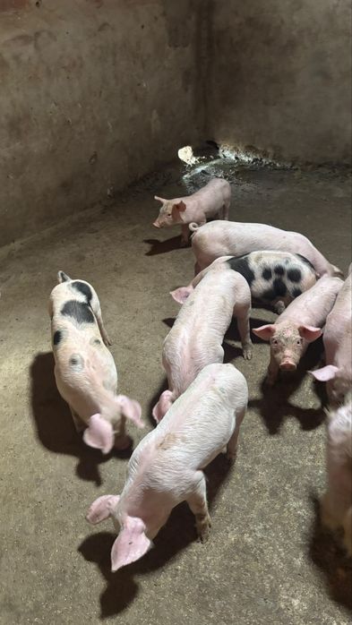 Leitões para criação ou para abate