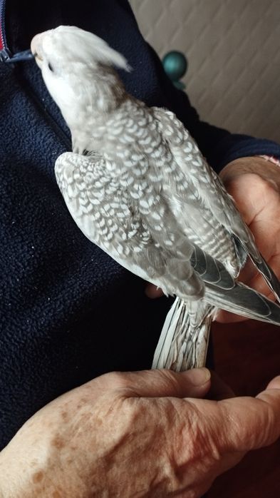 Filhote caturra para acabar de criar a mão