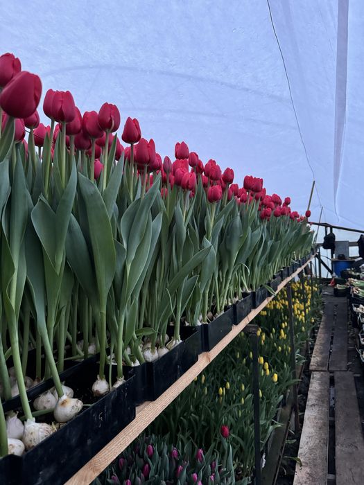 Ліквідація все по 30грн тюльпан з грядки опт та роздріб не голандія