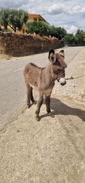 Burrinho de 4 meses