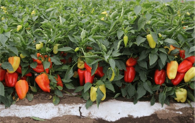 Насіння сортове болгарського перцю