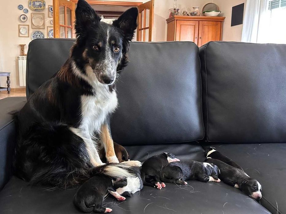 Border collies - macho e fêmeas