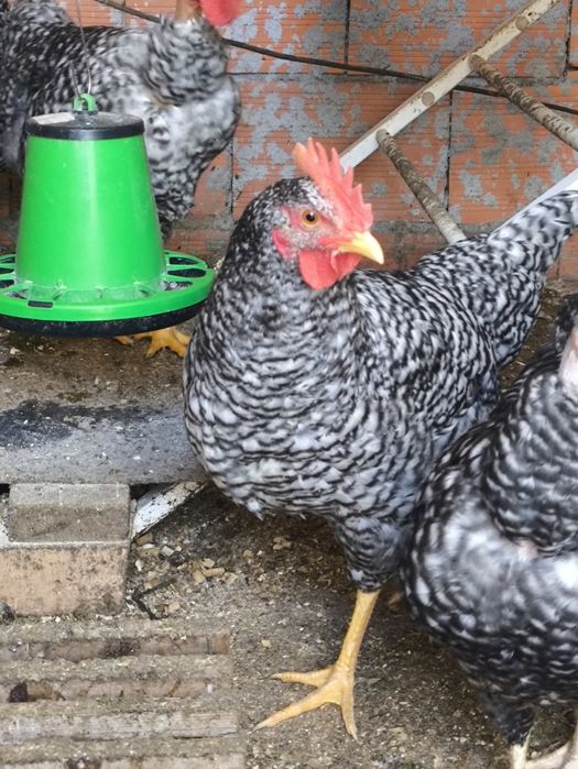 Galos e galinhas pedrez com 5 meses