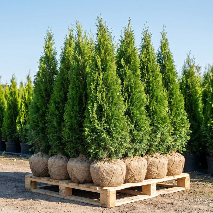 Tuja Thuja occidentalis 'Smaragd' 120–200 cm | Dostawa | Sadzenie | Ciechanów