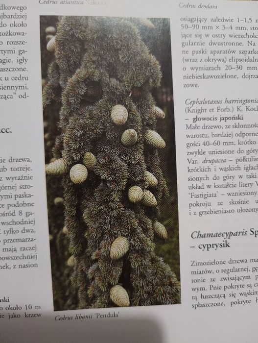 Iglaki leksykon -piekne zdjęcia