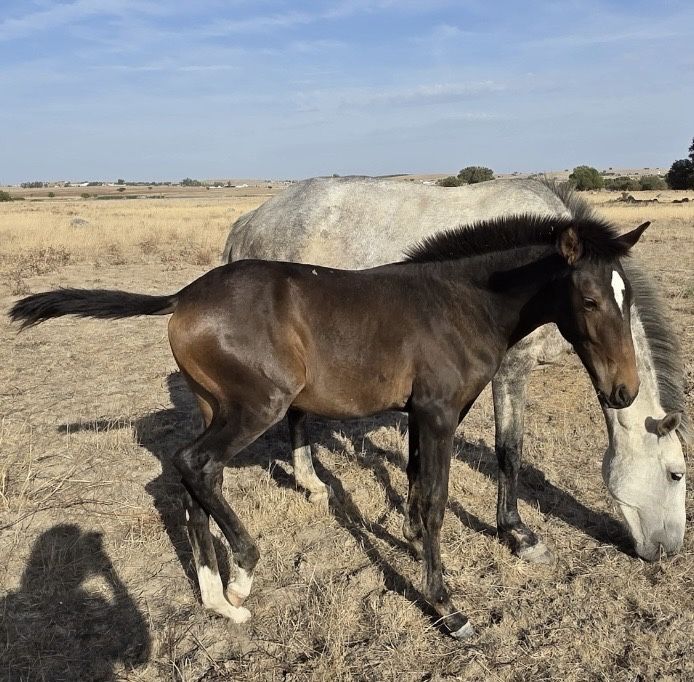 Poldros cruzados de Lusitano