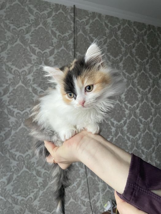 Тьохколірне кошеня