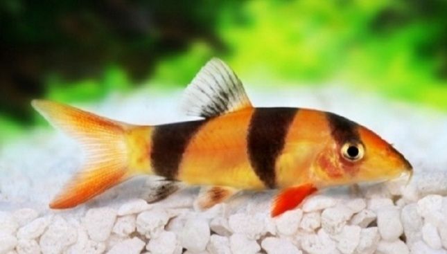 BOCJA WSPANIAŁA, rybki akwariowe.