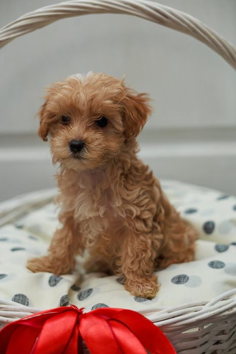 Мальтипу цуценятка!!