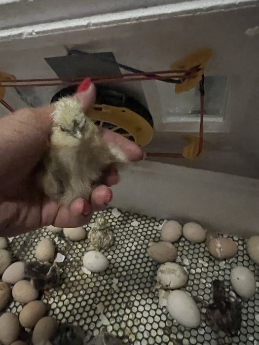 Добові курчата китайська шовкова