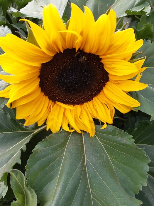 Nasiona słonecznika na kwiaty