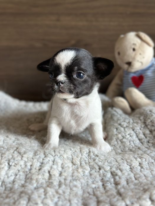 CHIHUAHUA chlopiec  :)