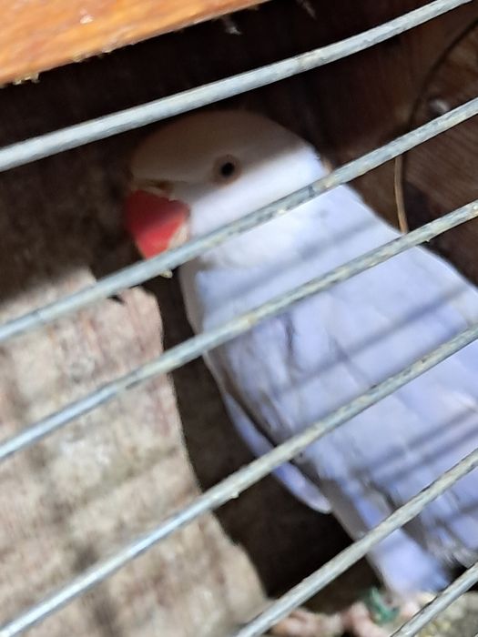 Aleksandretta samica