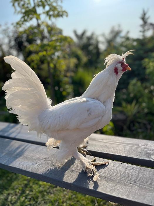 Павлівська біла кури пара