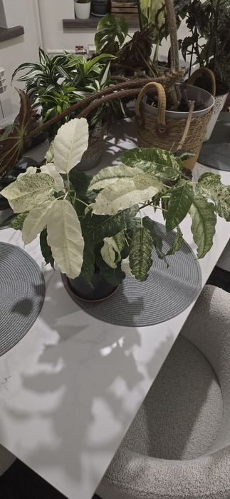 Домашній Фікус Нью клон